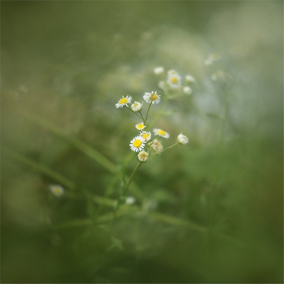 belong 77/82mm Center-Exposed  - đánh giá và giá Photography Close Up